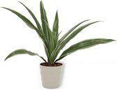 Kamerplant Dracaena Warnecki - ± 20cm hoog – 12cm diameter - in grijze pot