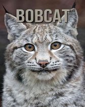 Bobcat