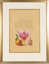 Authentic Models - Hand geschilderde Botanische Tekening - "Pink Tulip" - ingelijst - 65cm x 49,5cm