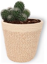 Cactus Mammilaria - ± 25 cm hoog – 12cm diameter - in beige mand