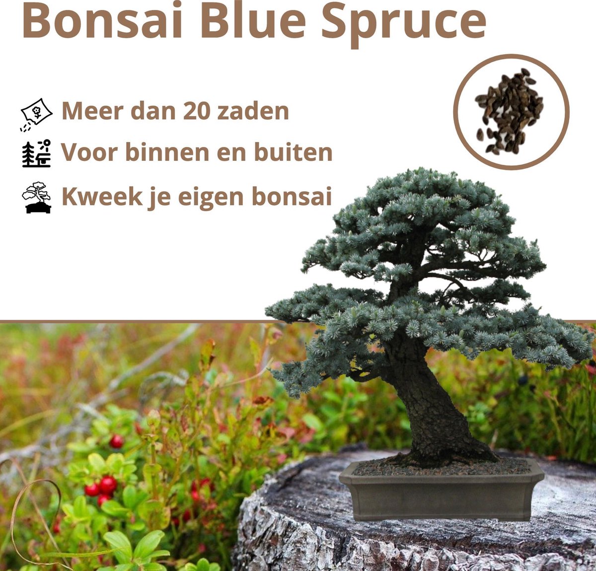 Bonsai zaden 6 soorten Bonsai boompje Kamerplanten Vaderdag