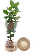 Kamerplant van Botanicly – Varkensboom in glas met LED-licht als set – Hoogte: 60 cm – Clusia