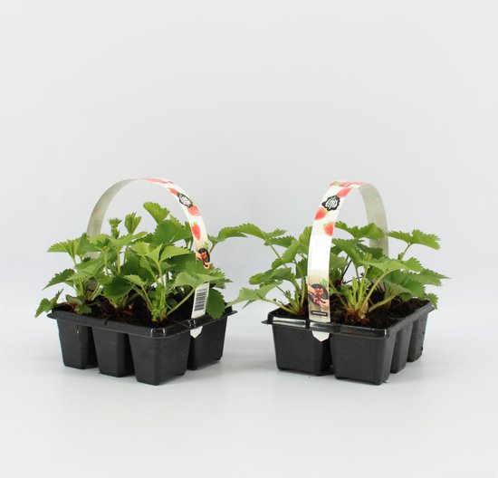 Twee zespacks met jonge aardbeiplantjes, elk met een papieren band met aardbeienprint.