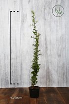 10 stuks | Vuurdoorn 'Red Column' Pot 40-50 cm - Bloeiende plant - Inbraakwerend - Populair bij vogels - Vruchtdragend - Wintergroen