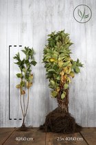 25 stuks | Weigela 'Rosea' Blote wortel 40-60 cm - Bladverliezend - Bloeiende plant - Groeit breed uit - Informele haag
