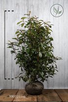 10 stuks | Glansmispel 'Red Robin' Kluit 100-125 cm - Bloeiende plant - Makkelijk te snoeien - Vruchtdragend - Wintergroen