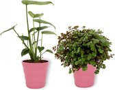 Set van 2 Kamerplanten - Monstera Deliciosa & Callisia Turtle- ±  30cm hoog - 12cm diameter - in roze pot