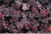 12 x Heuchera Heuchera 'Chocolate Ruffles'® PURPERKLOKJE in 9x9cm