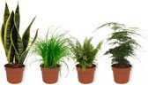 Set van 4 Kamerplanten - Asparagus Plumosus & Cyperus Zumula & Nephrolepis Vitale & Sansevieria Superba - ± 25cm hoog - 12cm diameter