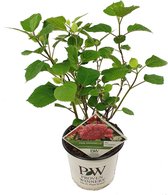 Hortensia | Hortensia boom. 'Pink Annabelle' - Buitenplant in pot ⌀19 cm - ↕30-35 cm