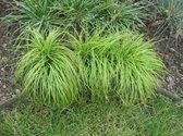 6 x Carex Caryophyllea 'The Beatles' - Zegge - pot 9 x 9 cm