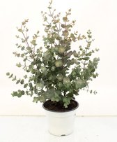 Kamerplant van Botanicly – Eucalyptus – Hoogte: 35 cm