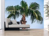 Professioneel Fotobehang Palmboom - groen blauw - Sticky Decoration - fotobehang - decoratie - woonaccesoires - inclusief gratis hobbymesje - 562 cm breed x 380 cm hoog - in 7 verschillende f