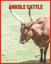 Ankole Cattle