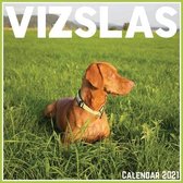 Vizslas Calendar 2021