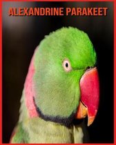 Alexandrine Parakeet