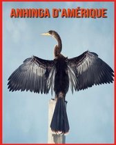 Anhinga d'Amerique