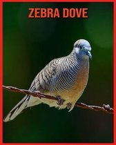 Zebra Dove