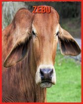 Zebu
