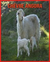 Chevre Angora