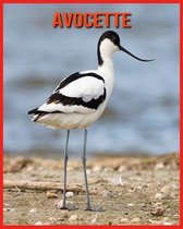 Avocette