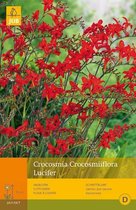 2 stuks 10 Crocosmia Lucifer