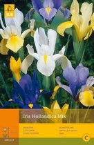 2 stuks 25 Iris Hollandica Mi