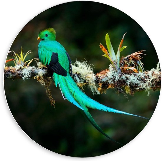 Forex Wandcirkel - Groene Vogel met Lange Veren - 60x60cm Foto op Wandcirkel (met ophangsysteem)