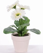 Gerberaplant met 3 bloemen (ø9.5cm) & 5 blad, in potje (11cm), 31cm