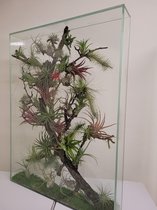 Mini ecosysteem planten terrarium. FloraPanel L-v (stand), incl. groeilamp