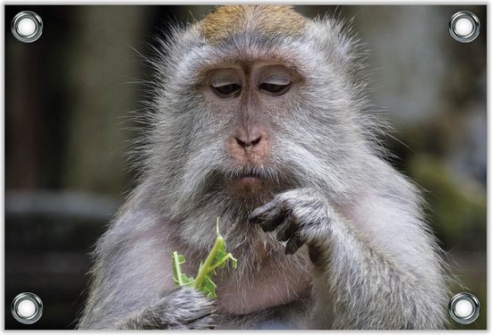 Tuinposter –Aapje met Groen Takje in zijn Hand– 40x30 Foto op
