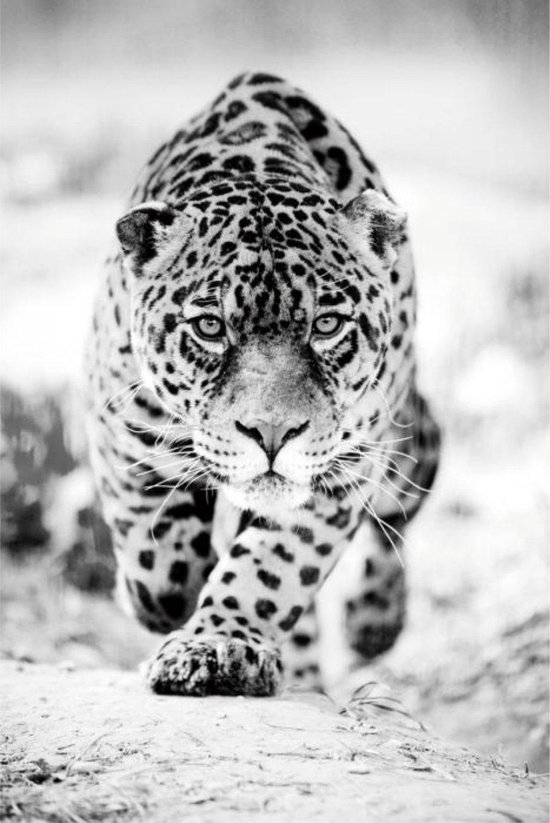 Glasschilderij 110x160x0.4 Black and White Panther