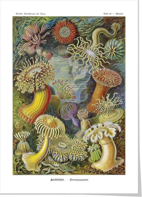 Art print ‘Ernst Haeckels Kunstvormen der natuur - Zee-anemonen’ 50x70 cm.