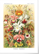 Art print ‘Ernst Haeckels Kunstvormen der natuur - Orchideeën’ 50x70 cm.