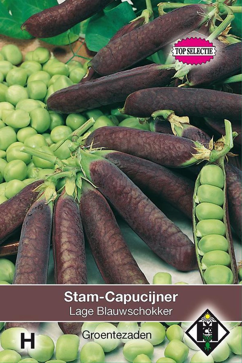 Van Hemert - Kapucijner, Stam-Capucijner Lage Blauwschokker