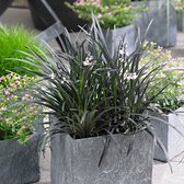 Ophiopogon Niger - Slangenbaard groen-wit - Set van 2 - ↑ 30-40cm - Ø 14cm