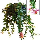 Aeschynanthus lipstick 'Pink Polka' in hangpot! [Urban Jungle - Kamerplant - Hangplant - Trendy - Makkelijk - Easy plant]