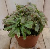 3 stuks! Vleesetende plant Zonnedauw Dionaea