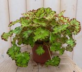 2 stuks! Kamerplant Bladbegonia lichtgroen