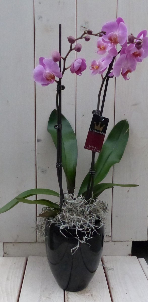 Vlinderorchidee lichtroze in hoge zwarte/antraciete pot 60 cm