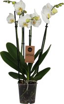 Orchidee | Phalaenopis 4 tak Wit