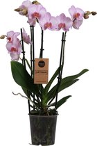 Orchidee | Phalaenopsis 4 tak Roze