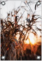 Tuinposter –Struiken bij Zonsondergang– 30x40cm Foto op Tuinposter (wanddecoratie voor buiten en binnen)