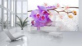Flowers Orchids Nature Drops Photo Wallcovering