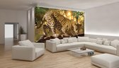 Fotobehang Vlies | Jaguar, Dieren | Geel | 368x254cm (bxh)