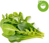 Smart Garden Home Garden Zaden - Gemengde Salades 9pak