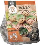 Aardbei Pineberry - 6 planten
