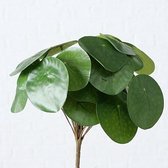 Kunstplant pannenkoekplant H25cm