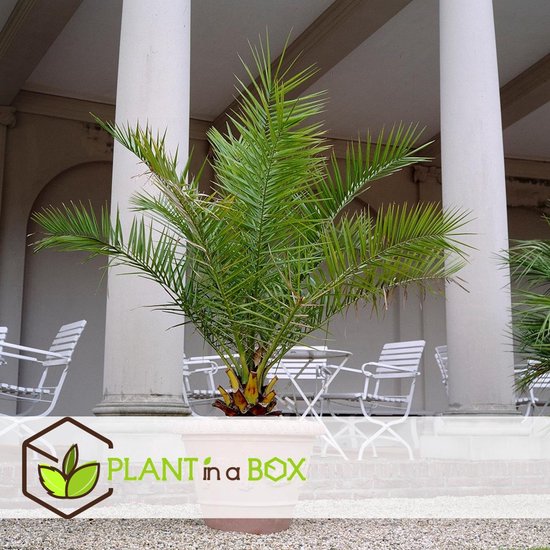Plant in a Box - Set van 2 Canarische Dadelpalmen - Phoenix Canariensis - Pot ⌀19cm - Hoogte  100-120cm - Kuipplant - Palmboom - Tuinplant - Plant In A Box