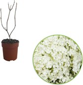 Hydrangea Arborescens 'Annabelle' - Hortensia wit - ↑ 15-20cm - Ø 12cm